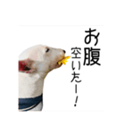 ばむの日常3(ミニチュアブルテリア)（個別スタンプ：31）