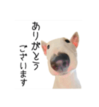 ばむの日常3(ミニチュアブルテリア)（個別スタンプ：33）
