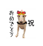 ばむの日常3(ミニチュアブルテリア)（個別スタンプ：34）