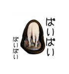 ばむの日常3(ミニチュアブルテリア)（個別スタンプ：35）