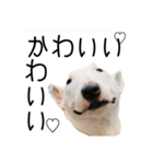 ばむの日常3(ミニチュアブルテリア)（個別スタンプ：36）