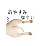 ばむの日常3(ミニチュアブルテリア)（個別スタンプ：37）