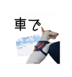 ばむの日常3(ミニチュアブルテリア)（個別スタンプ：39）