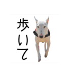 ばむの日常3(ミニチュアブルテリア)（個別スタンプ：40）