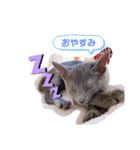 ロシアンブルー「れむくん」（個別スタンプ：8）