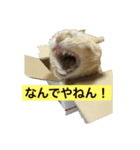 がんばれ、れもんちゃん（個別スタンプ：2）