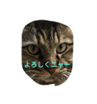 猫ミニ2（個別スタンプ：1）