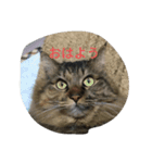 猫ミニ2（個別スタンプ：2）