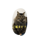 猫ミニ2（個別スタンプ：3）