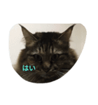 猫ミニ2（個別スタンプ：4）