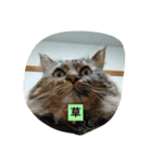 猫ミニ2（個別スタンプ：5）