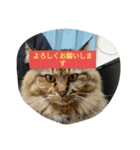 猫ミニ2（個別スタンプ：6）