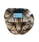 猫ミニ2（個別スタンプ：7）