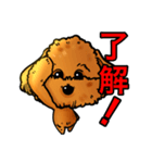 犬のスタンプ トイプードル（個別スタンプ：2）