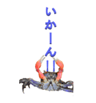 カニからツッコミ（個別スタンプ：3）