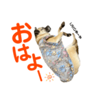 柴パグはるスタンプ2（個別スタンプ：1）