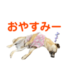 柴パグはるスタンプ2（個別スタンプ：2）