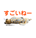 柴パグはるスタンプ2（個別スタンプ：3）