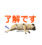 柴パグはるスタンプ2（個別スタンプ：5）