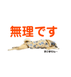 柴パグはるスタンプ2（個別スタンプ：6）
