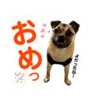 柴パグはるスタンプ2（個別スタンプ：12）