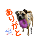 柴パグはるスタンプ2（個別スタンプ：14）