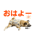 柴パグはるスタンプ2（個別スタンプ：18）