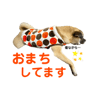 柴パグはるスタンプ2（個別スタンプ：21）