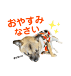 柴パグはるスタンプ2（個別スタンプ：22）