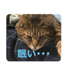 りくのほのぼの生活（個別スタンプ：5）