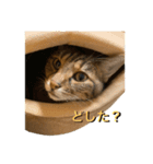 りくのほのぼの生活（個別スタンプ：6）