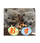 犬猫三昧④（個別スタンプ：1）