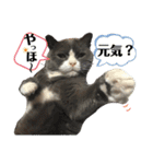 犬猫三昧④（個別スタンプ：2）