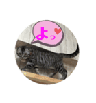 犬猫三昧④（個別スタンプ：3）