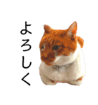 犬猫三昧④（個別スタンプ：4）