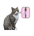 犬猫三昧④（個別スタンプ：5）