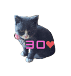犬猫三昧④（個別スタンプ：6）