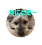 犬猫三昧④（個別スタンプ：7）