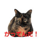 犬猫三昧④（個別スタンプ：8）