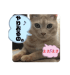 犬猫三昧④（個別スタンプ：9）