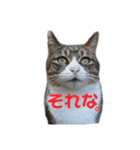 犬猫三昧④（個別スタンプ：10）