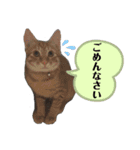 犬猫三昧④（個別スタンプ：11）