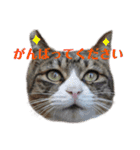 犬猫三昧④（個別スタンプ：13）