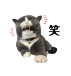 犬猫三昧④（個別スタンプ：15）