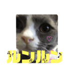 犬猫三昧④（個別スタンプ：16）