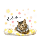 かわヨな猫ちゃんスタンプ4（個別スタンプ：1）