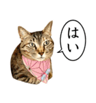 かわヨな猫ちゃんスタンプ4（個別スタンプ：5）