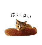 かわヨな猫ちゃんスタンプ4（個別スタンプ：6）
