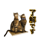 かわヨな猫ちゃんスタンプ4（個別スタンプ：8）