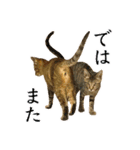 かわヨな猫ちゃんスタンプ4（個別スタンプ：12）